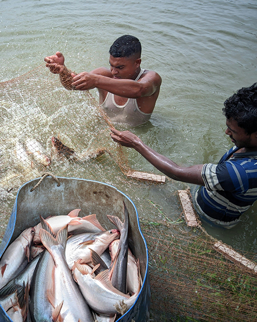 Sustainable food systems supporting climate resilience